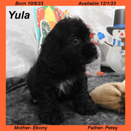 puppy, for, sale, Cocker Spaniel, Joe & Cherri  Overlease, dog, breeder, Miller, MO, dog-breeder, puppy-for-sale, forsale, nearby, find, puppyfind, locator, puppylocator, aca